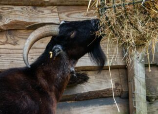 Grazing Goat London: Discover The Hidden Gem of Culinary Delights