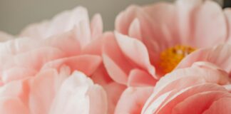 Jo Malone London Peony & Blush Suede: Why This Fragrance Enchants