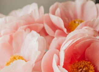 Jo Malone London Peony & Blush Suede: Why This Fragrance Enchants